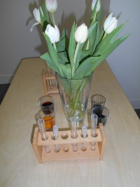 Wei&szlig;e Tulpen - bunte Tulpen?